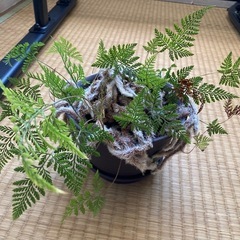 　決まりました。　観葉植物の画像