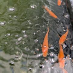 メダカ　久万楊貴妃媛　ツーペアの画像