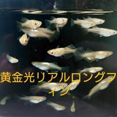 黄金光リアルロングフィン（メダカ）10匹の画像