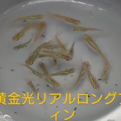 黄金光リアルロングフィン（メダカ）10匹の画像