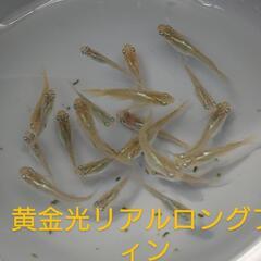 黄金光リアルロングフィン（メダカ）10匹の画像