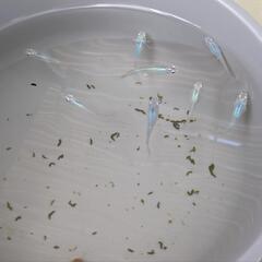 メダカ　めだか　深海8匹　爆産中の画像