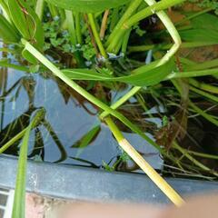 メダカと水草の画像