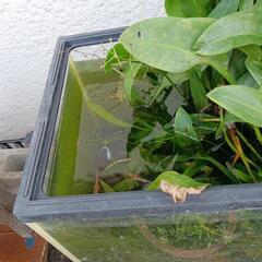 メダカと水草の画像