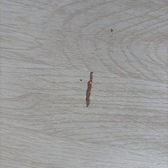 (約6畳程)ウッドカーペットの画像