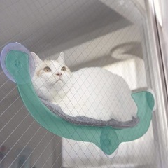 キャティーマン 絶景リゾートベッド 吸盤で窓に簡単取り付け 猫用ベッドの画像