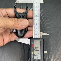 [国産オオクワガタNO:134]YG871系統  78ミリペアー の画像