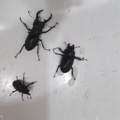 天然採取個体。ミヤマクワガタ雌１匹、ノコギリクワガタ雌１匹セット。の画像