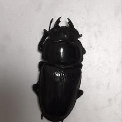 久留米産オオクワガタ　ペアDの画像
