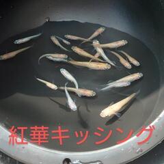 紅華キッシング（メダカ）10匹の画像