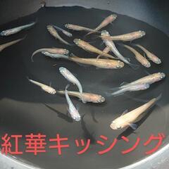 紅華キッシング（メダカ）10匹の画像