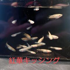 紅華キッシング（メダカ）10匹の画像