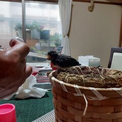ひな鳥、小鳥用の給餌スポイトの画像
