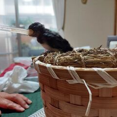 ひな鳥、小鳥用の給餌スポイトの画像