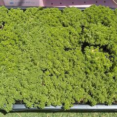 ②万年草　セダム　グランドカバーの画像