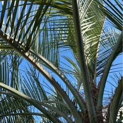 ココスヤシ🌴実(種)たくさんの画像