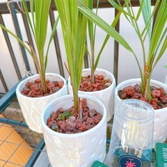 ココスヤシ🌴実(種)たくさんの画像
