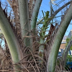 ココスヤシ🌴実(種)たくさんの画像