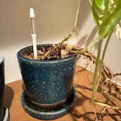 観葉植物 陶器セットの画像