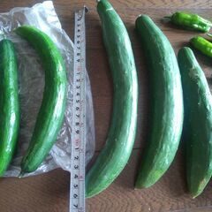 野菜の画像