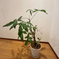 パキラ ねじり 観葉植物 室内 大型 鉢8号(24cm)の画像