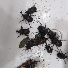 天然採取個体。カブトムシ、11匹セット。の画像