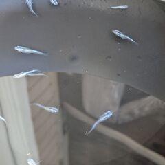 幹之メダカの若魚　写真のめだか　全部（15匹くらい）　の画像