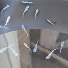 幹之メダカの若魚　写真のめだか　全部（15匹くらい）　の画像