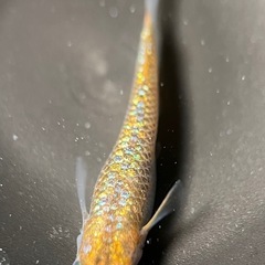 メダカ　大虹5匹　1番の画像
