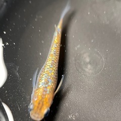 メダカ　大虹5匹　1番の画像
