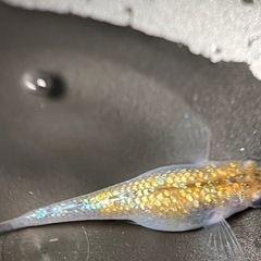 メダカ　大虹5匹　1番の画像