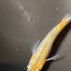 メダカ　大虹5匹　1番の画像