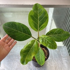 観葉植物 フィカス アルテシマ  ポット付きの画像
