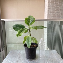 観葉植物 フィカス アルテシマ  ポット付きの画像