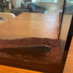 ブラックゴースト　1匹　熱帯魚の画像