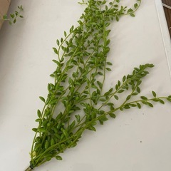造花1の画像