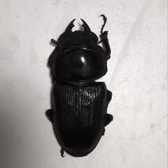 久留米産オオクワガタ　ペアEの画像