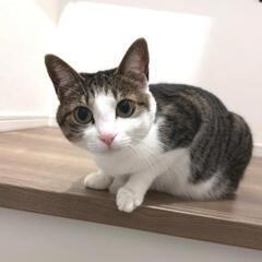 人懐こいお利口な猫