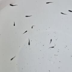 メダカ　ブラックダイヤベビーの画像