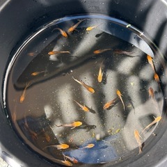 メダカ　竜章鳳姿　若魚の画像