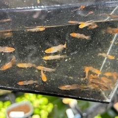 メダカ　竜章鳳姿　若魚の画像