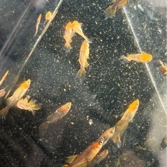 メダカ　竜章鳳姿　若魚の画像