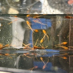 メダカ　竜章鳳姿　若魚の画像