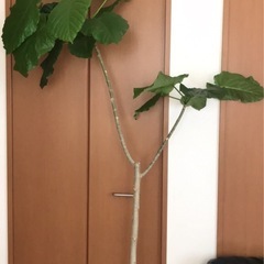 観葉植物/ウンベラータ特大の画像