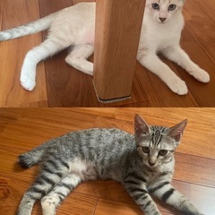保護子猫2頭の里親さん募集