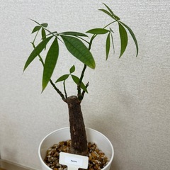 ミニパキラの画像