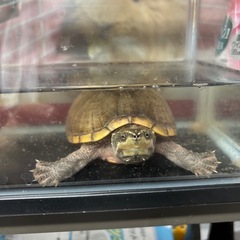 ミシシッピニオイガメ