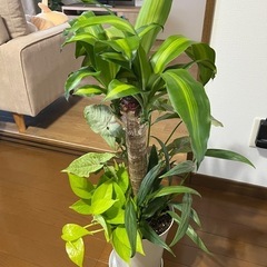 激安‼️お買い得‼️観葉植物寄せ植え🪴の画像