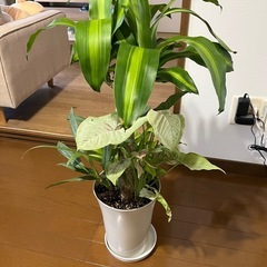 激安‼️お買い得‼️観葉植物寄せ植え🪴の画像