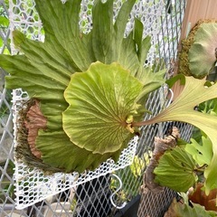 【観葉植物】ビカクシダ チャールズアルフォード P. Charles Alfordの画像